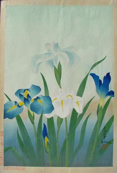 Iris