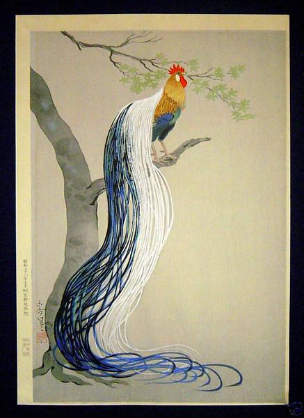 Long Tail Cock