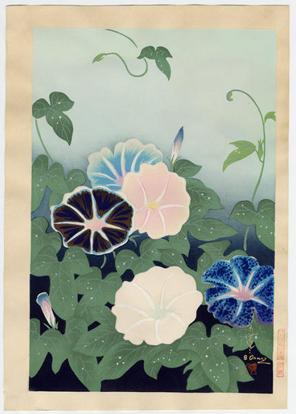 Morning Glory
