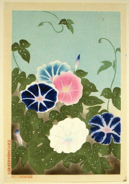 Morning Glory