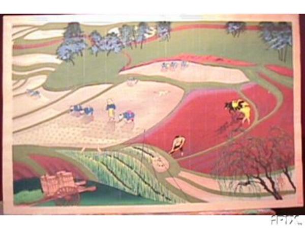 Rice Planting in Rain