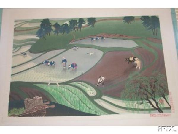Rice Planting in Rain
