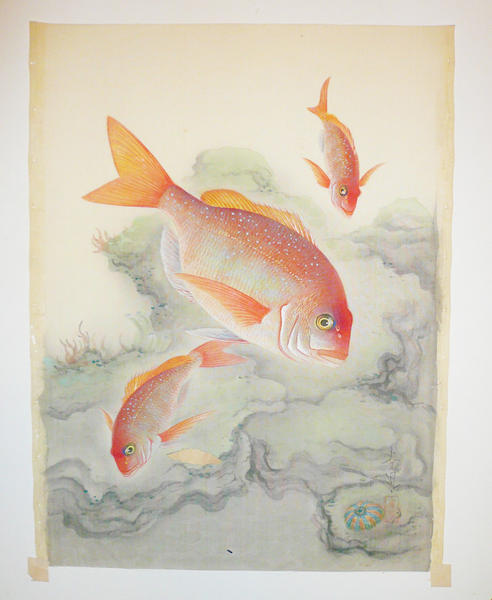 Snapper