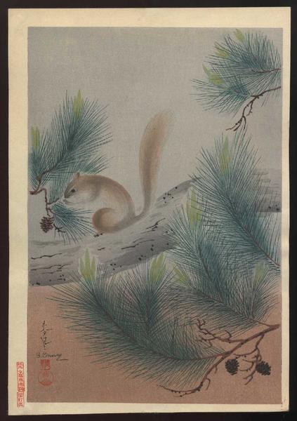 Squirrel in a pine tree