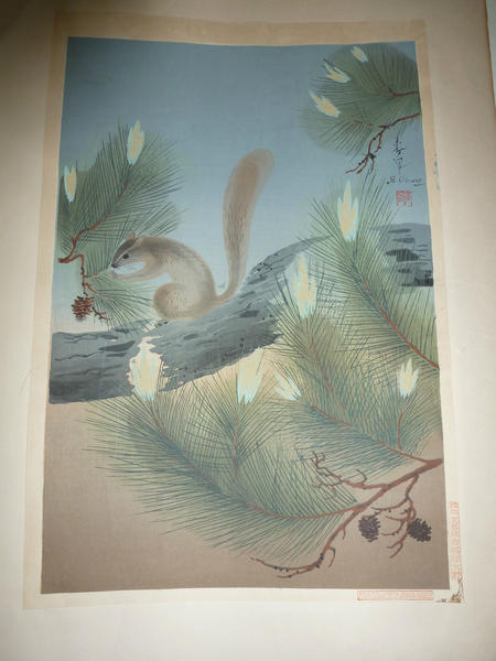 Squirrel in a pine tree