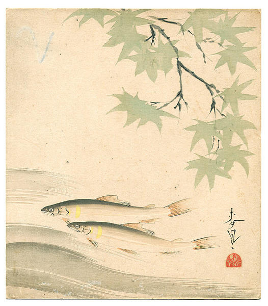 Sweetfish in the Stream