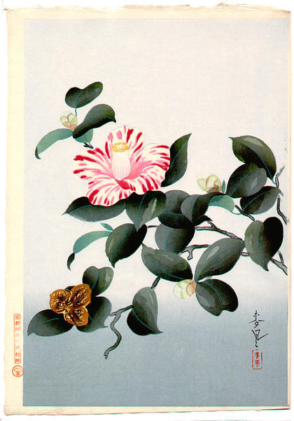 Unknown- Camellia