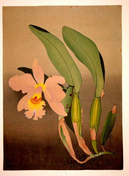 Western Orchid