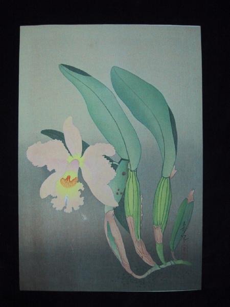 Western Orchid