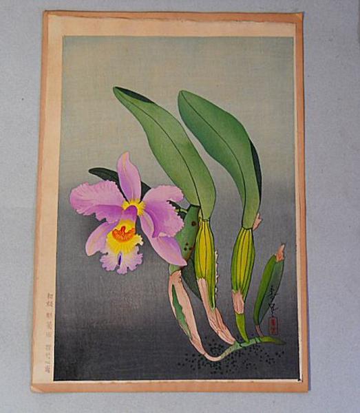 Western Orchid