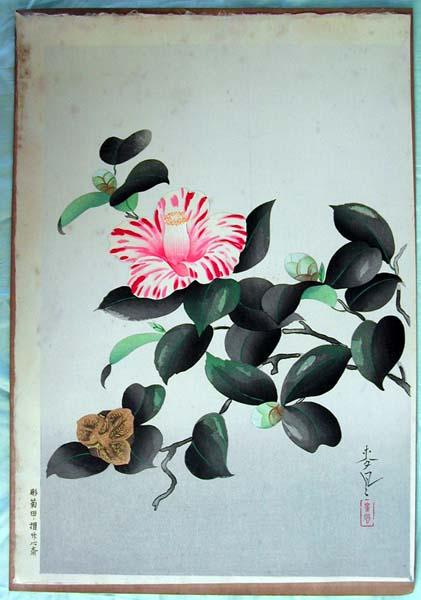 Camellia