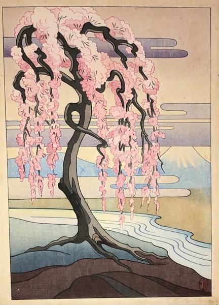 Weeping Cherry Blossom
