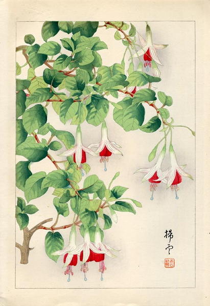 Hanging Fuchsias