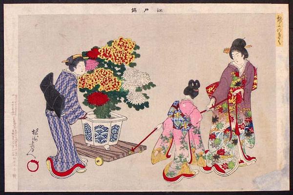 chrysanthemums
