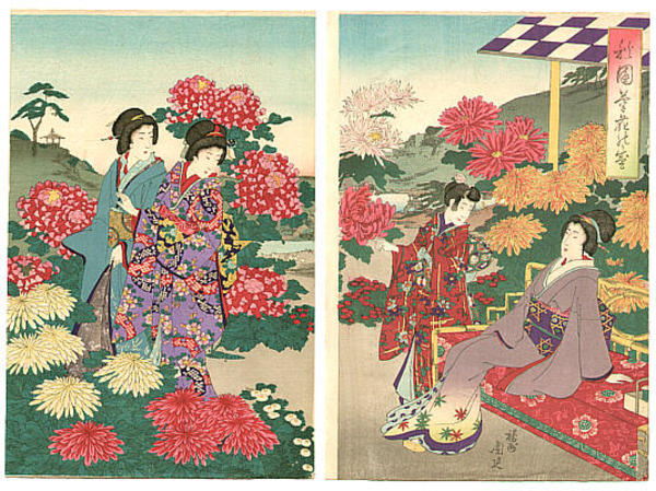 Chrysanthemum Garden