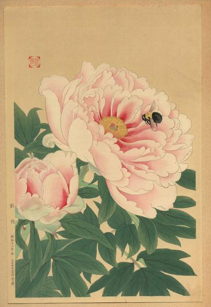 Peony and Bee