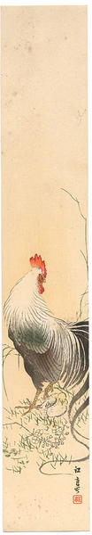 Rooster