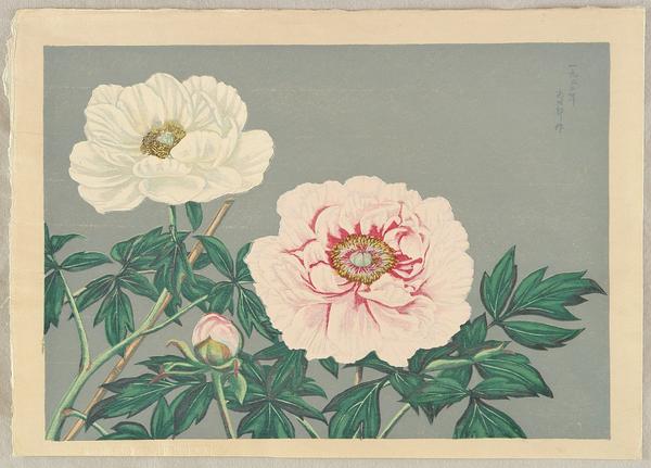 Peonies