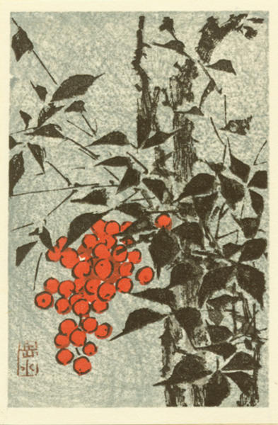 Unknown, berries, plant