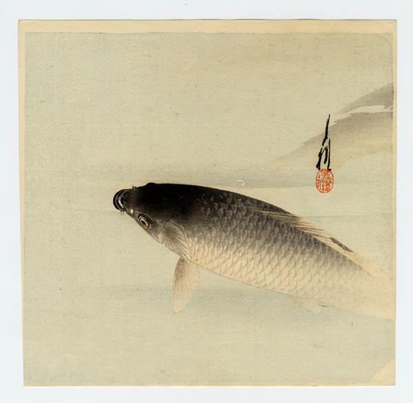 The Rising Koi (Japanese carp)