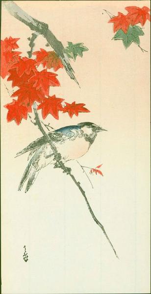 Blue Bird on Maple Branch