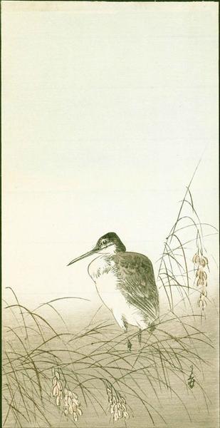 Snipe in Reeds