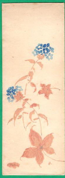Hydrangea