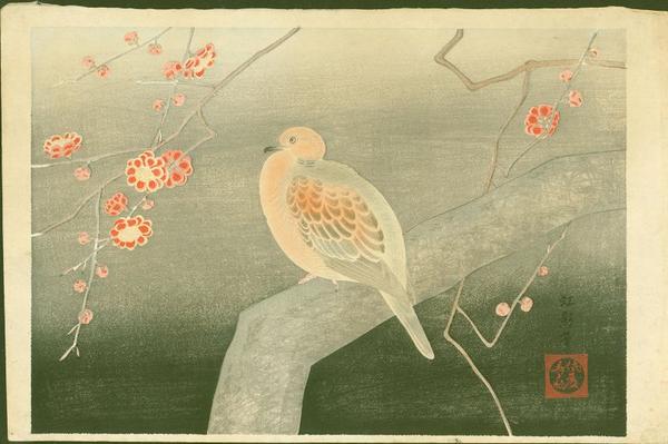 Dove on Plum Tree Branch