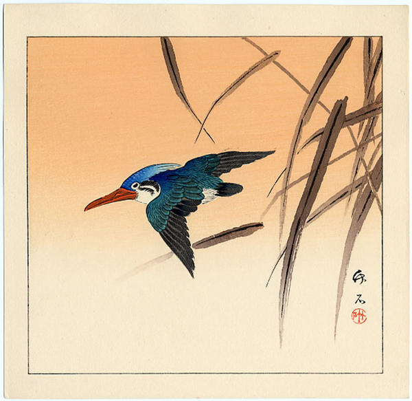 Kingfisher