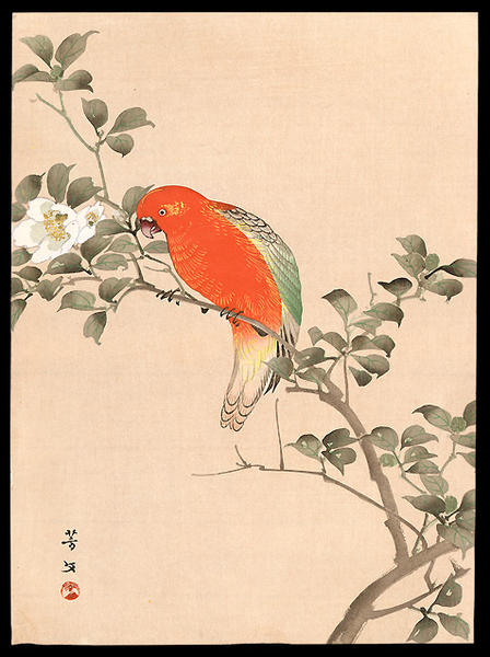 Orange Parrot