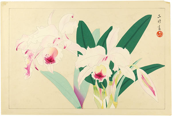 Orchid