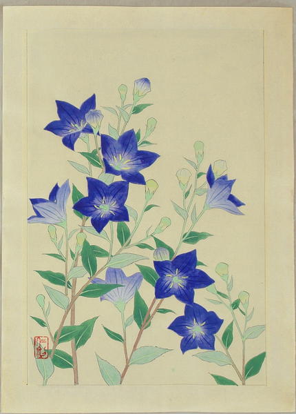 Chinese Bell Flower