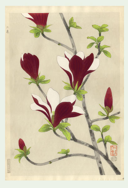 Magnolia