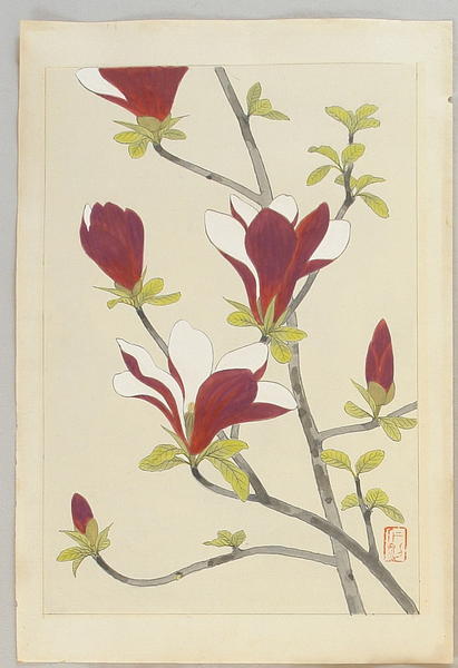 Magnolia