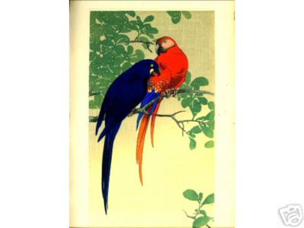 Blue and Red Macaws