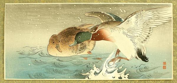 Ducks