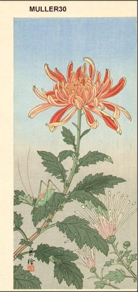 Grasshopper and Chrysanthemum