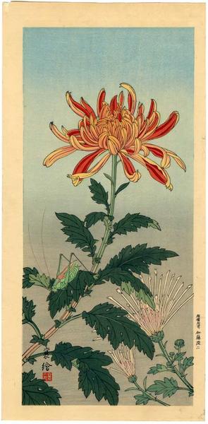 Grasshopper and Chrysanthemum