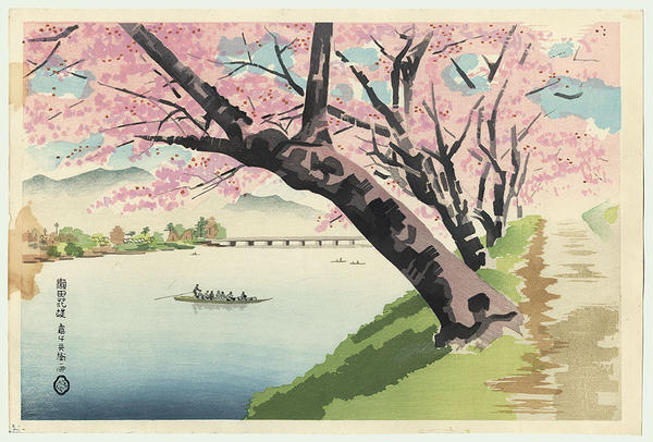 Cherry Trees at Seta Riverbank