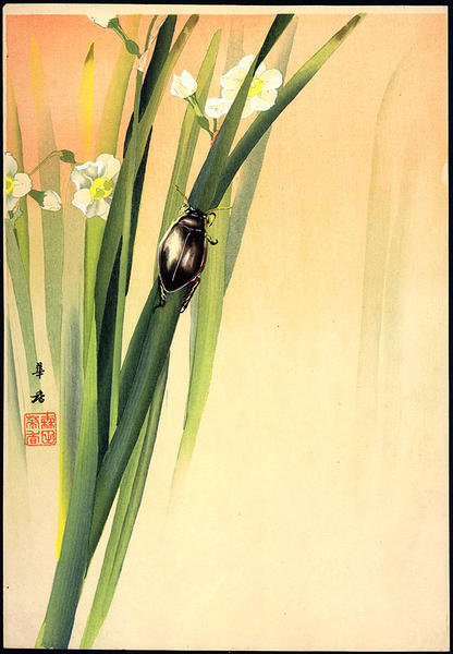 Beetle on Narcissus