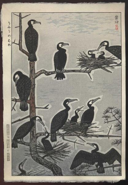 Gathering of Sea Cormorants