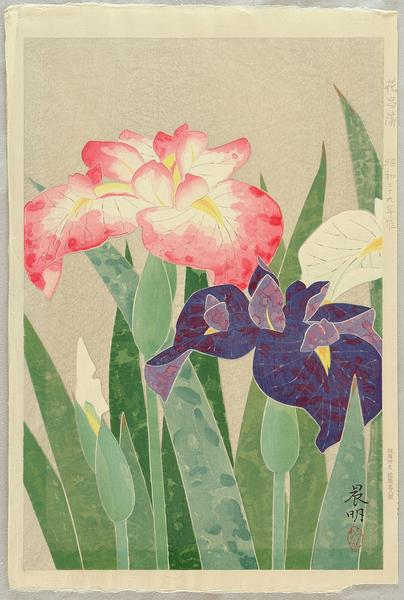 Flowering Iris