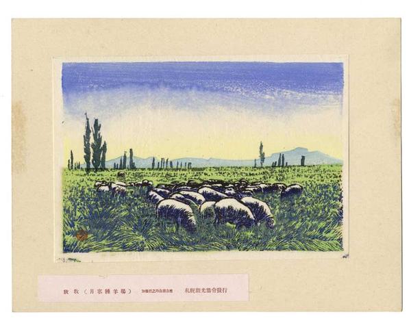Sheep in a field