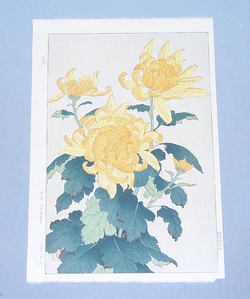 Chrysanthemum 1