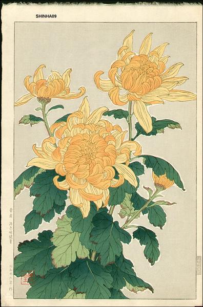 Chrysanthemum 1