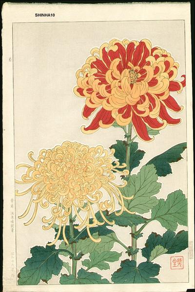 Chrysanthemum 2