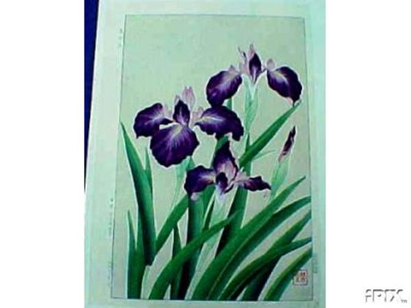 Iris