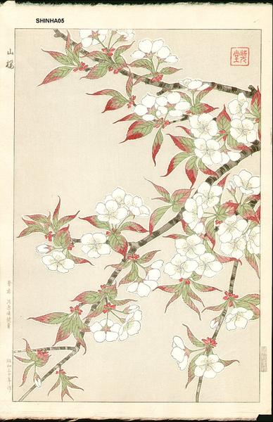 Mountain Cherry