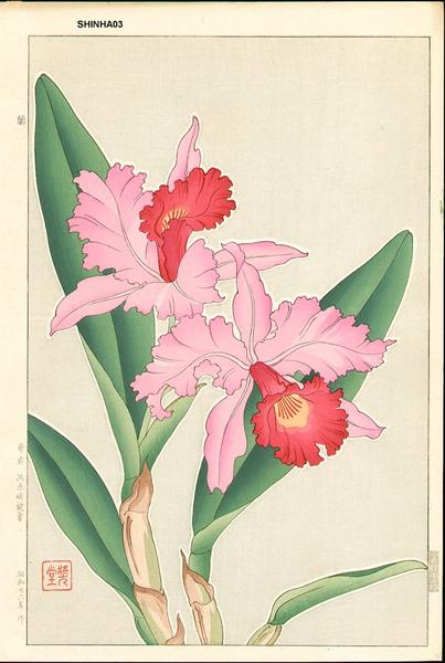 Orchid 2