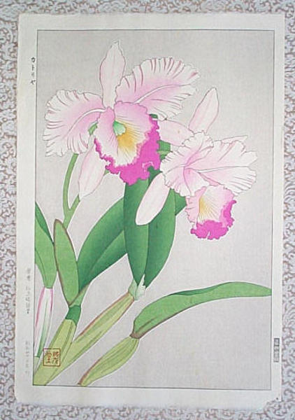 Orchid - Katoriya